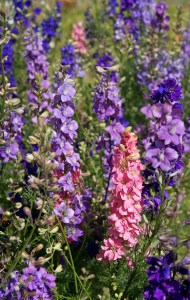 Delphinium Imperial Mixed